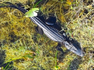 A younger alligator I saw that day.